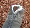 air-jordan-xvi-cherrywood-unreleased-2012-sample-05